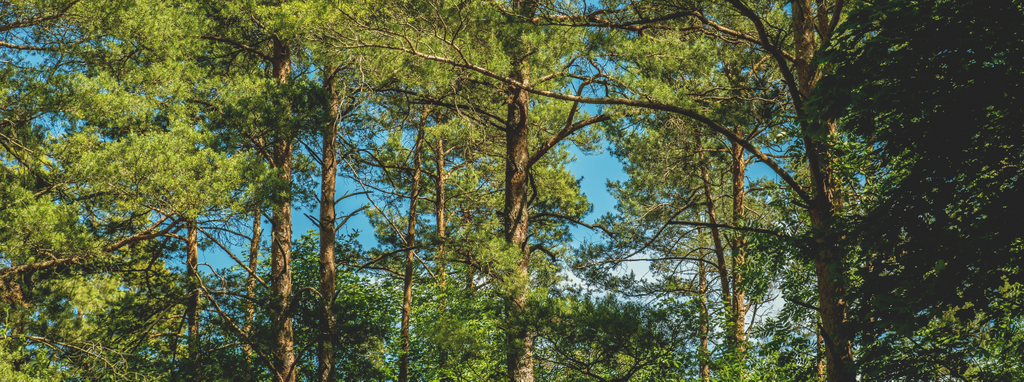 Creating Nature's Corridors